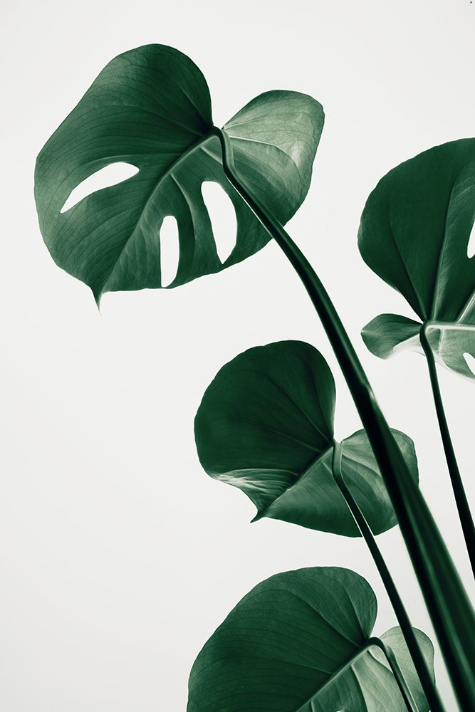 Monstera Natural 38 art print by 1x Studio III for $57.95 CAD