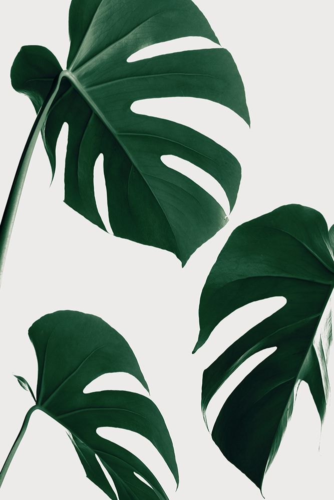 Monstera Nautral 39 art print by 1x Studio III for $57.95 CAD