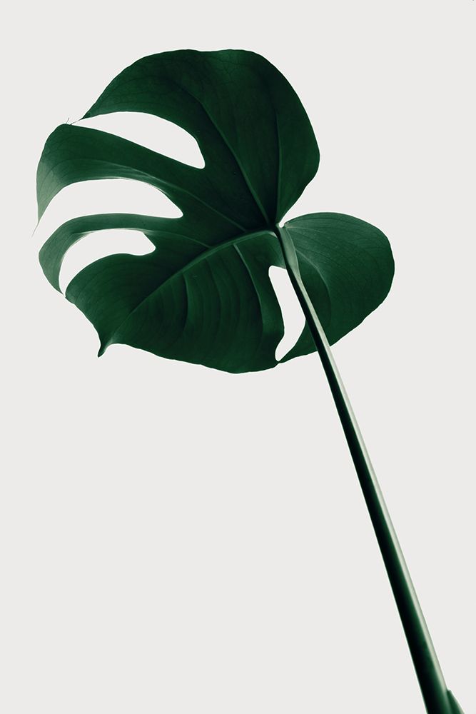 Monstera Natural 40 art print by 1x Studio III for $57.95 CAD