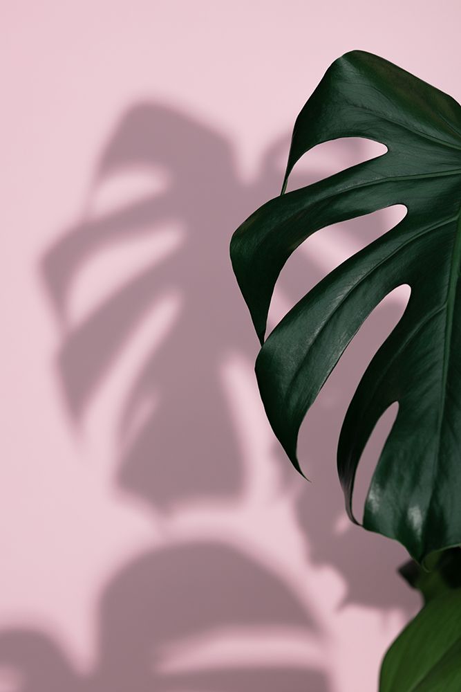 Monstera Pink 10 art print by 1x Studio III for $57.95 CAD