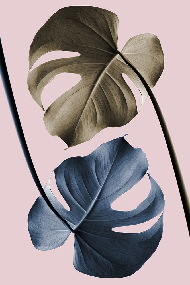 Monstera Pink Light 02 art print by 1x Studio III for $57.95 CAD