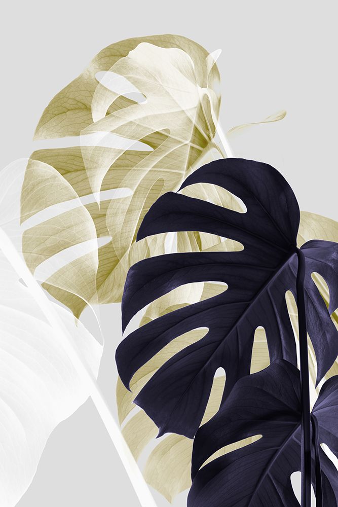 Monstera Creative 06 art print by 1x Studio III for $57.95 CAD