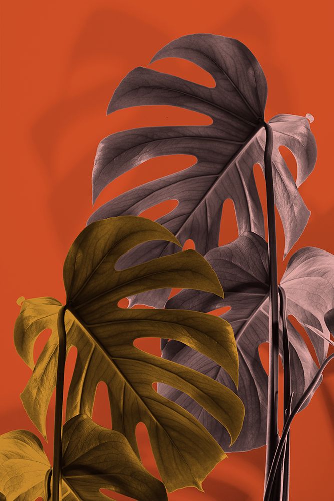 Monstera Orange 02 art print by 1x Studio III for $57.95 CAD