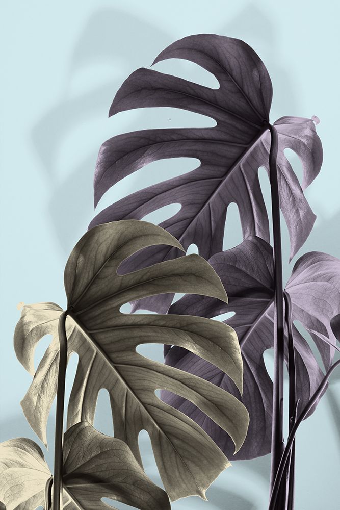 Monstera Blue 02 art print by 1x Studio III for $57.95 CAD
