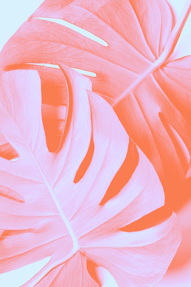 Monstera Orange 03 art print by 1x Studio III for $57.95 CAD