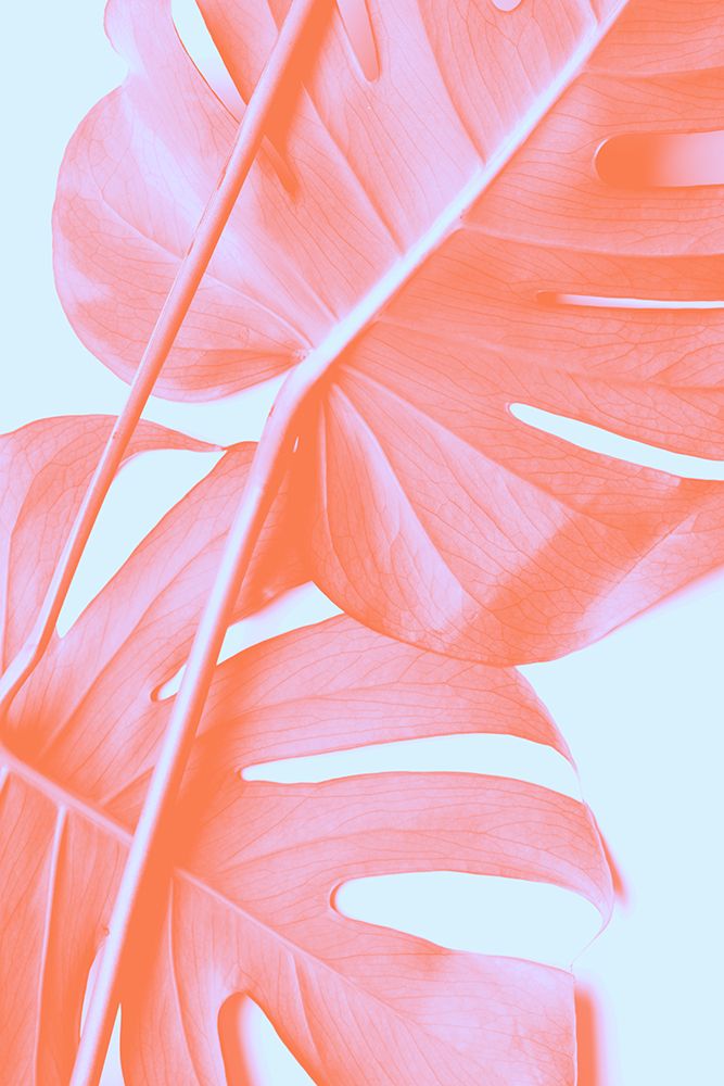 Monstera Orange 04 art print by 1x Studio III for $57.95 CAD