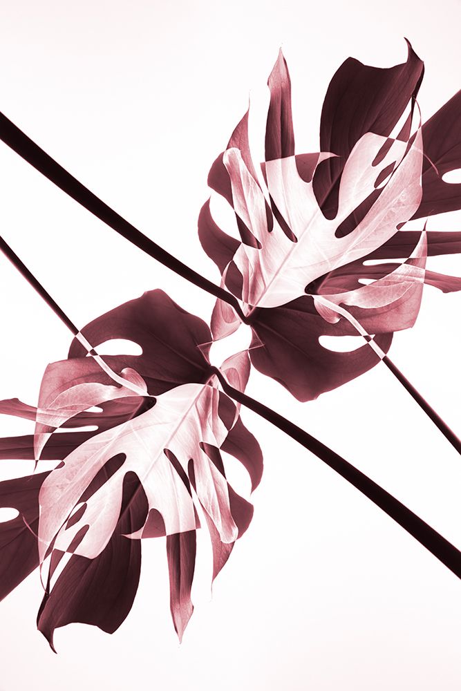 Monstera Kaleidoscope 02 art print by 1x Studio III for $57.95 CAD