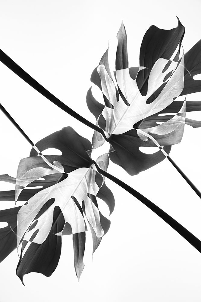 Monstera Kaleidoscope 03 art print by 1x Studio III for $57.95 CAD