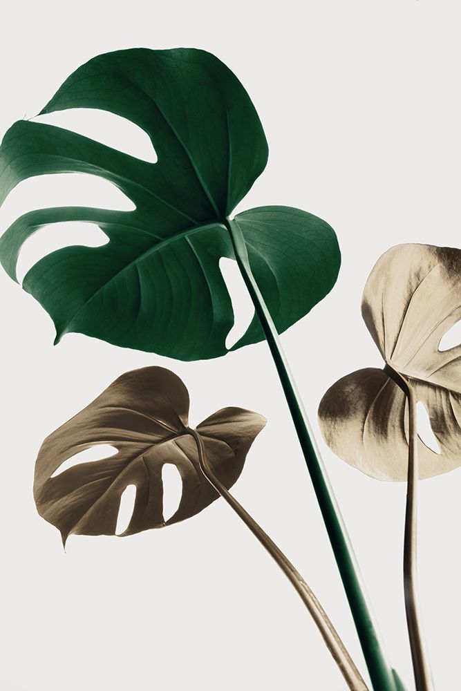 Monstera Mix 04 art print by 1x Studio III for $57.95 CAD