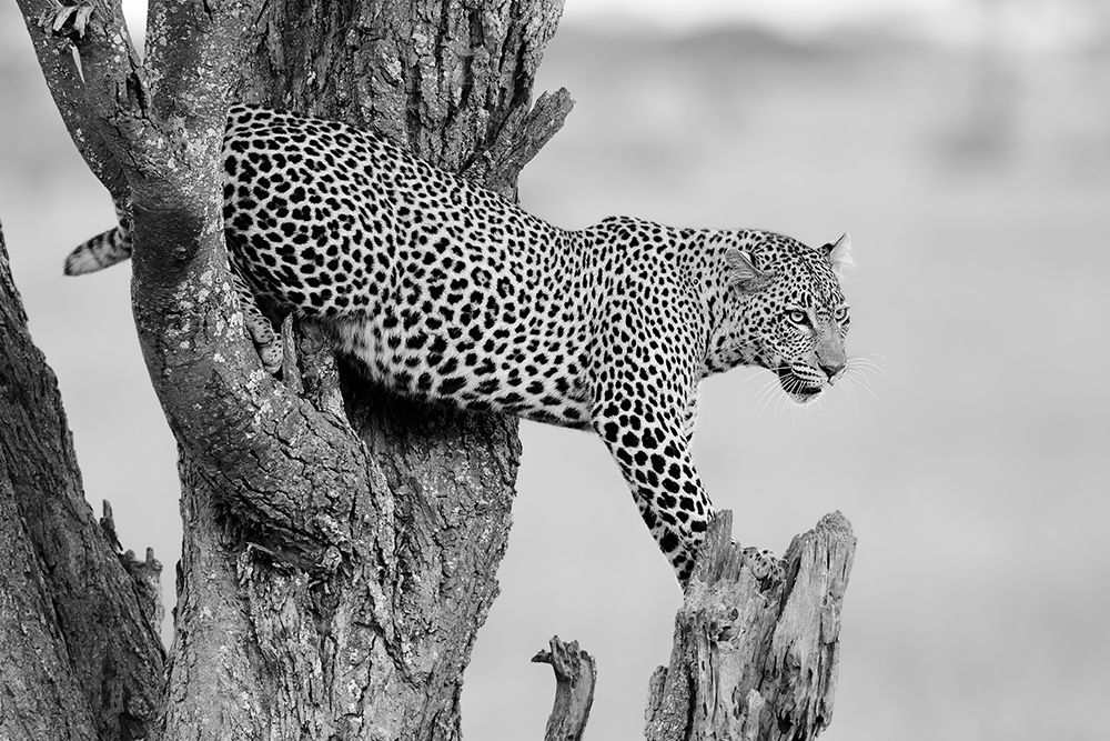 Big Cat art print by Marco Pozzi for $57.95 CAD