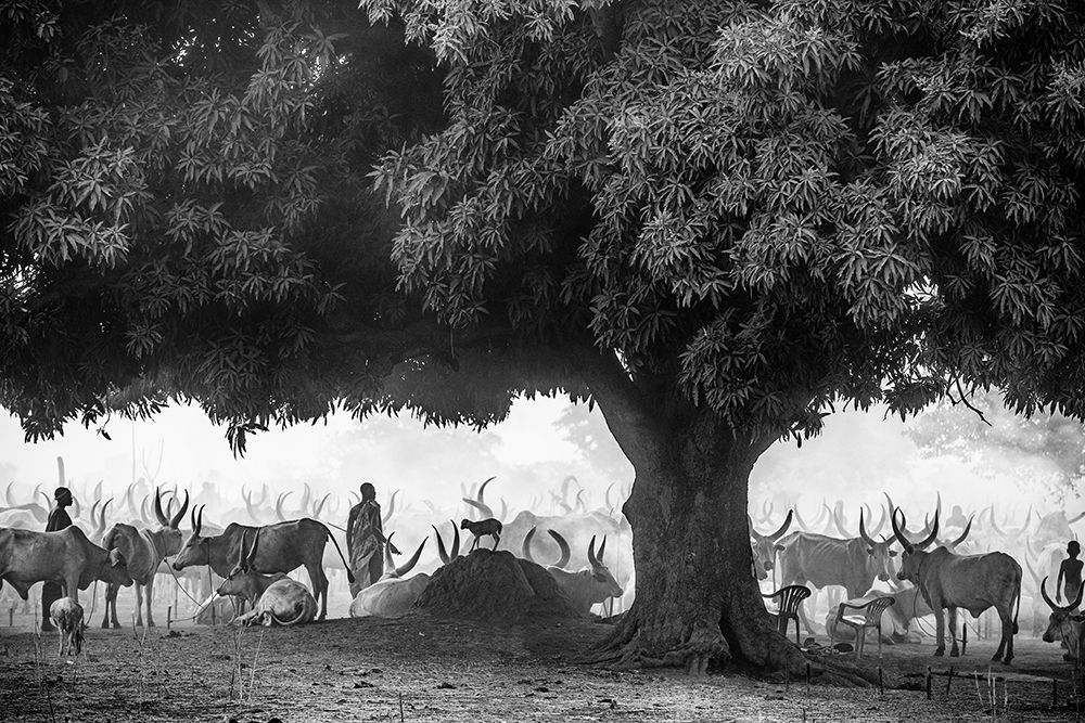 The Mango Tree art print by Trevor Cole for $57.95 CAD