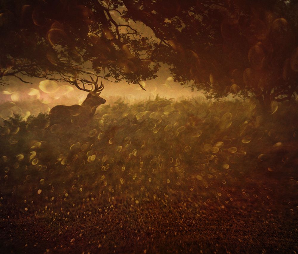 Golden Woods art print by Robert Fabrowski for $57.95 CAD