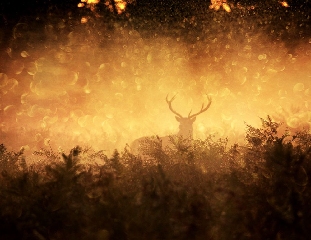 Golden Woods art print by Robert Fabrowski for $57.95 CAD