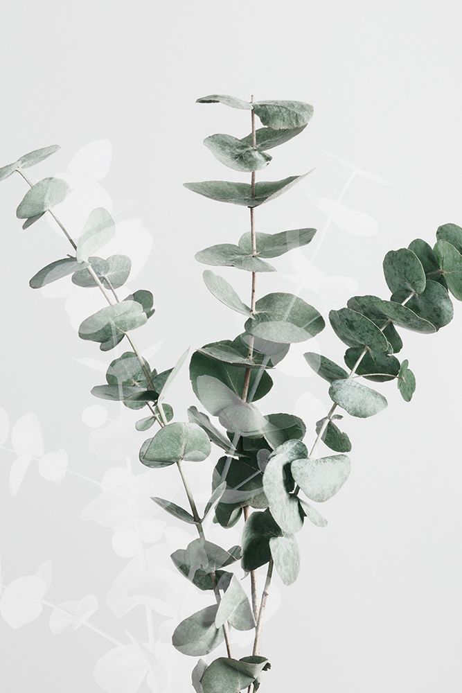 Eucalyptus Creative 01 art print by 1x Studio III for $57.95 CAD