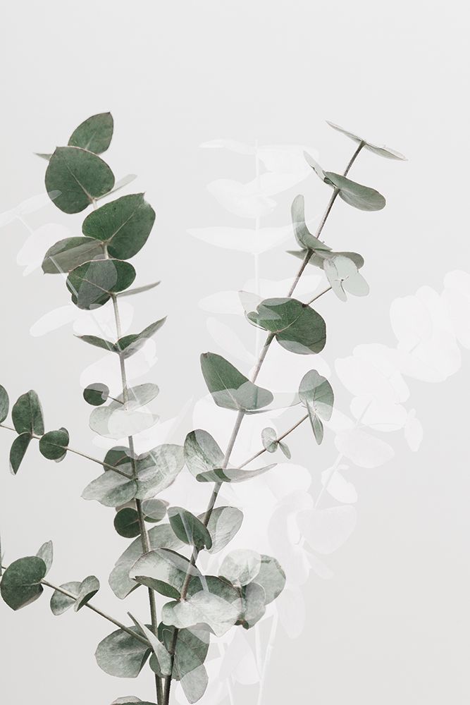Eucalyptus Creative 02 art print by 1x Studio III for $57.95 CAD