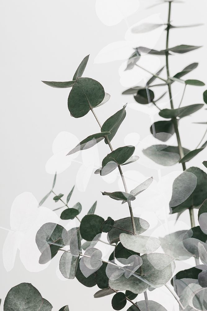 Eucalyptus Creative 03 art print by 1x Studio III for $57.95 CAD