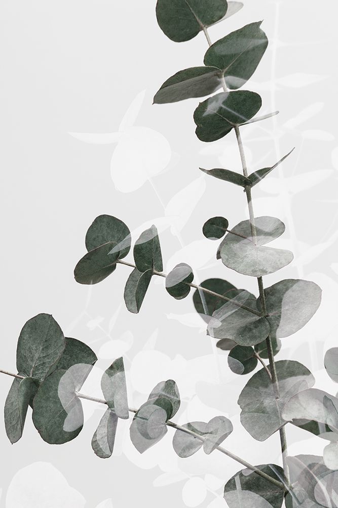 Eucalyptus Creative 04 art print by 1x Studio III for $57.95 CAD