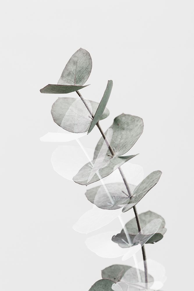 Eucalyptus Creative 05 art print by 1x Studio III for $57.95 CAD