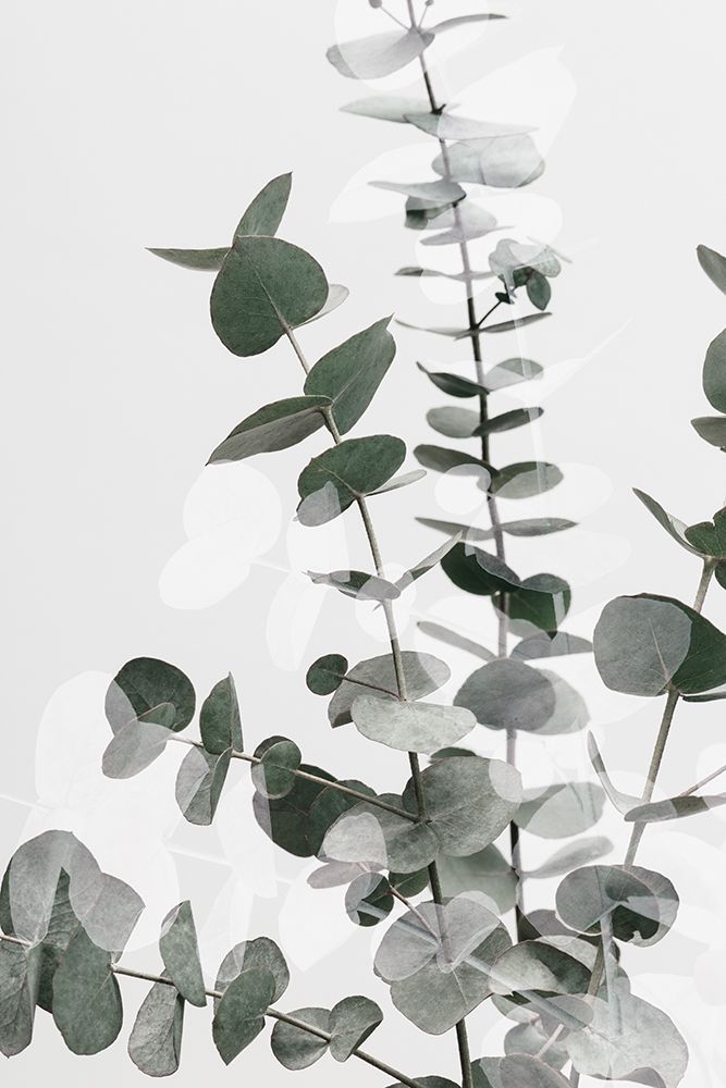 Eucalyptus Creative 06 art print by 1x Studio III for $57.95 CAD