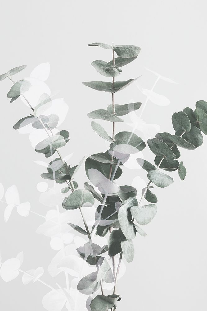 Eucalyptus Creative 07 art print by 1x Studio III for $57.95 CAD