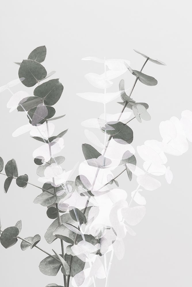 Eucalyptus Creative 08 art print by 1x Studio III for $57.95 CAD