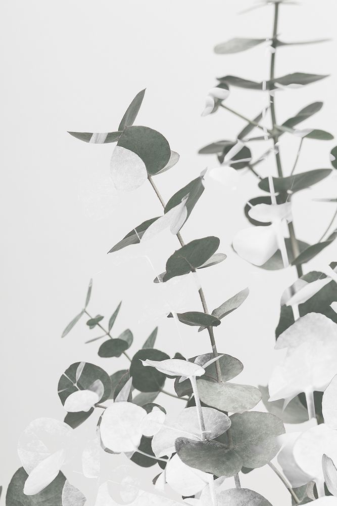 Eucalyptus Creative 10 art print by 1x Studio III for $57.95 CAD