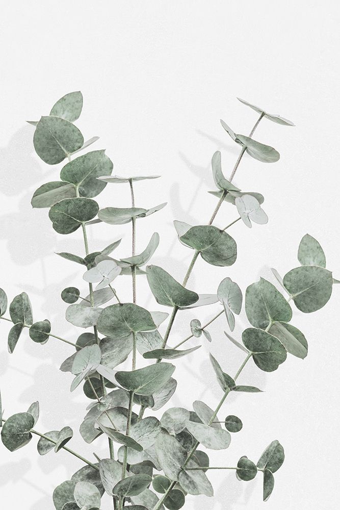 Eucalyptus Creative 16 art print by 1x Studio III for $57.95 CAD