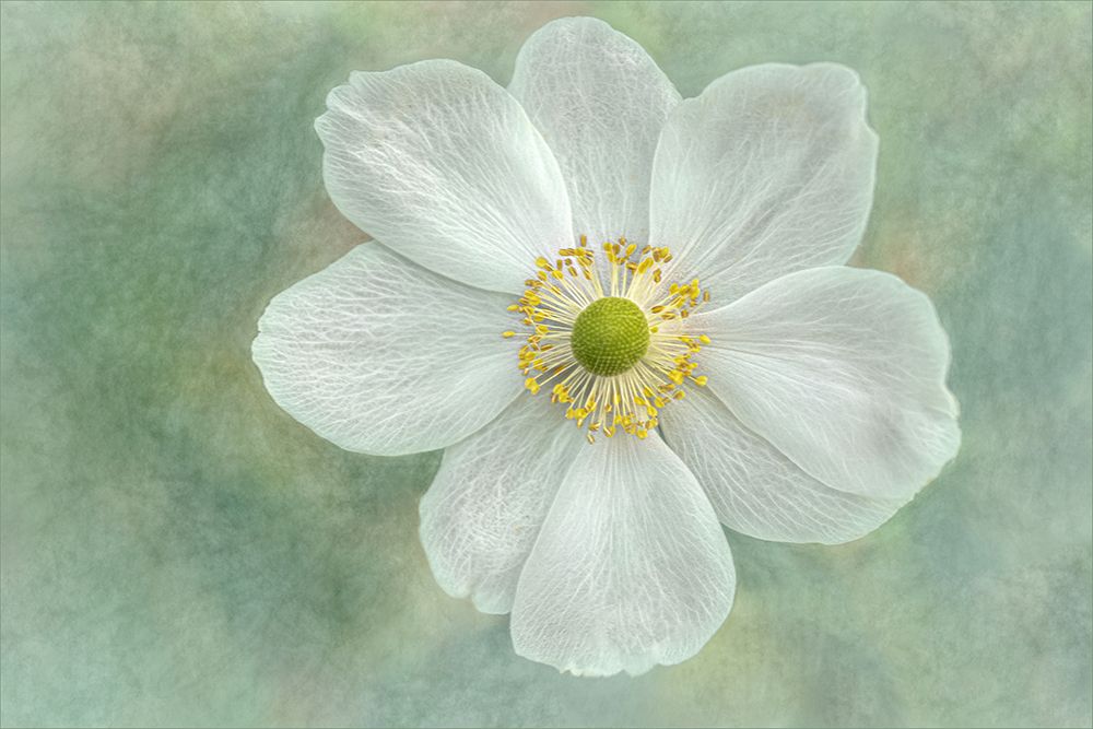 Serene White Flower art print by Gilbert Claes for $57.95 CAD