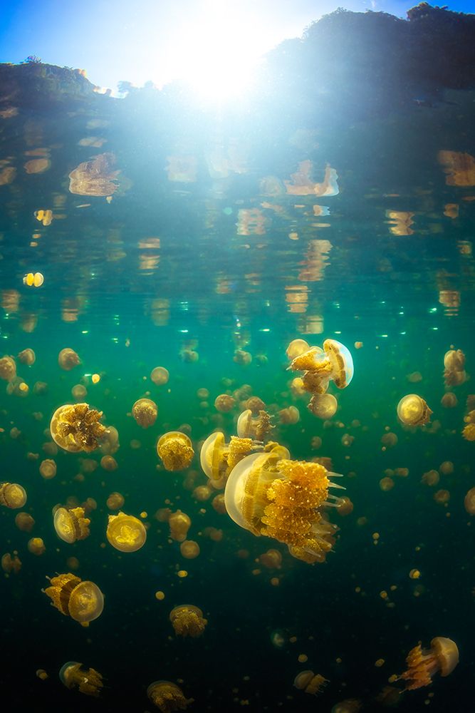 Lenmakana Jellyfish art print by Barathieu Gabriel for $57.95 CAD