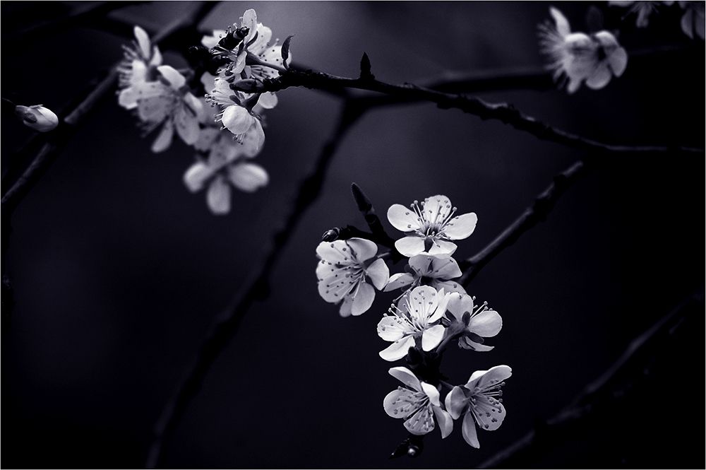 Qpetite Fleur De Mes Nuitsq art print by CelineM for $57.95 CAD