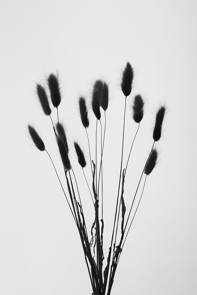 Bunny Grass No 2 art print by 1x Studio III for $57.95 CAD