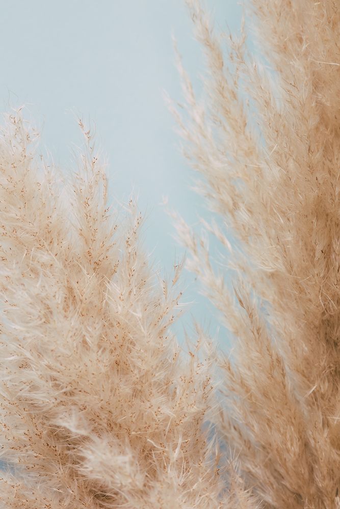 Pampas Close 01 art print by 1x Studio III for $57.95 CAD