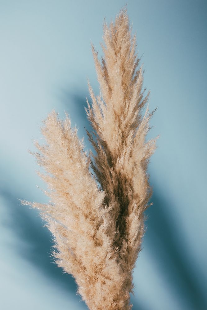 Pampas Grass Blue art print by 1x Studio III for $57.95 CAD