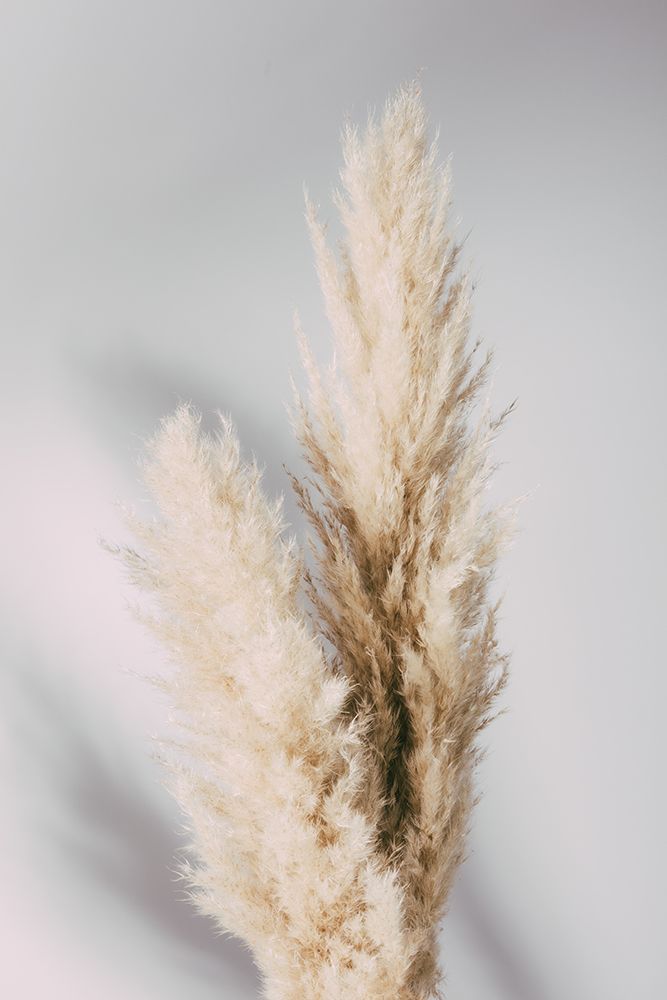 Pampas Grass Grey art print by 1x Studio III for $57.95 CAD