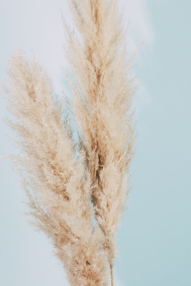Pampas Grass Blue 02 art print by 1x Studio III for $57.95 CAD
