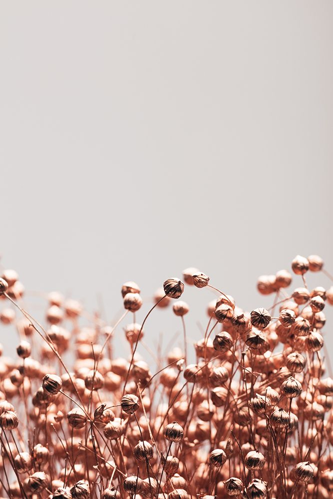 Dried Grass Copper 04 art print by 1x Studio III for $57.95 CAD
