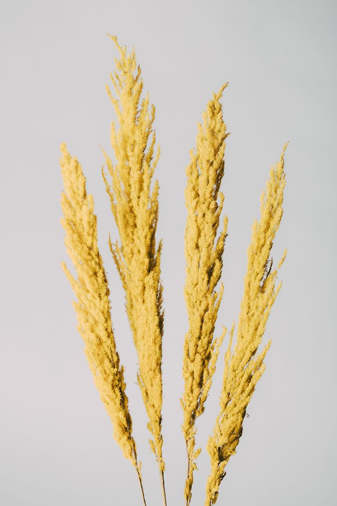 Yellow Grass art print by 1x Studio III for $57.95 CAD