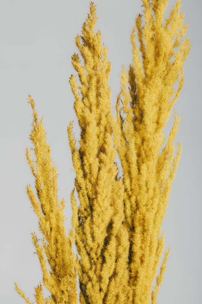 Yellow Grass Close art print by 1x Studio III for $57.95 CAD