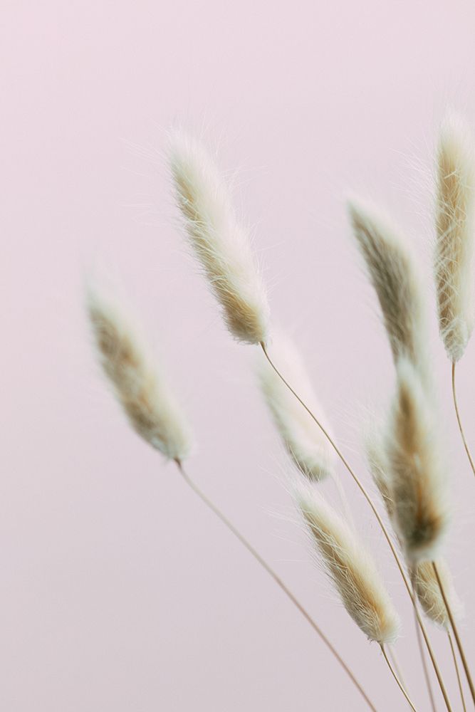 Bunny Grass Pink 02 art print by 1x Studio III for $57.95 CAD