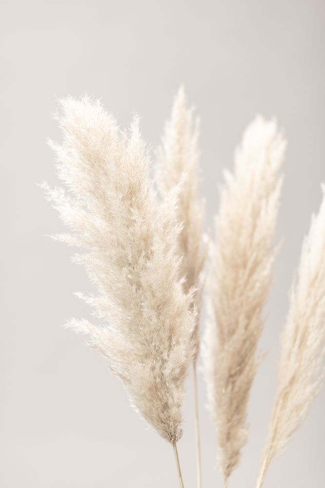 Pampas Grass Grey 02 art print by 1x Studio III for $57.95 CAD