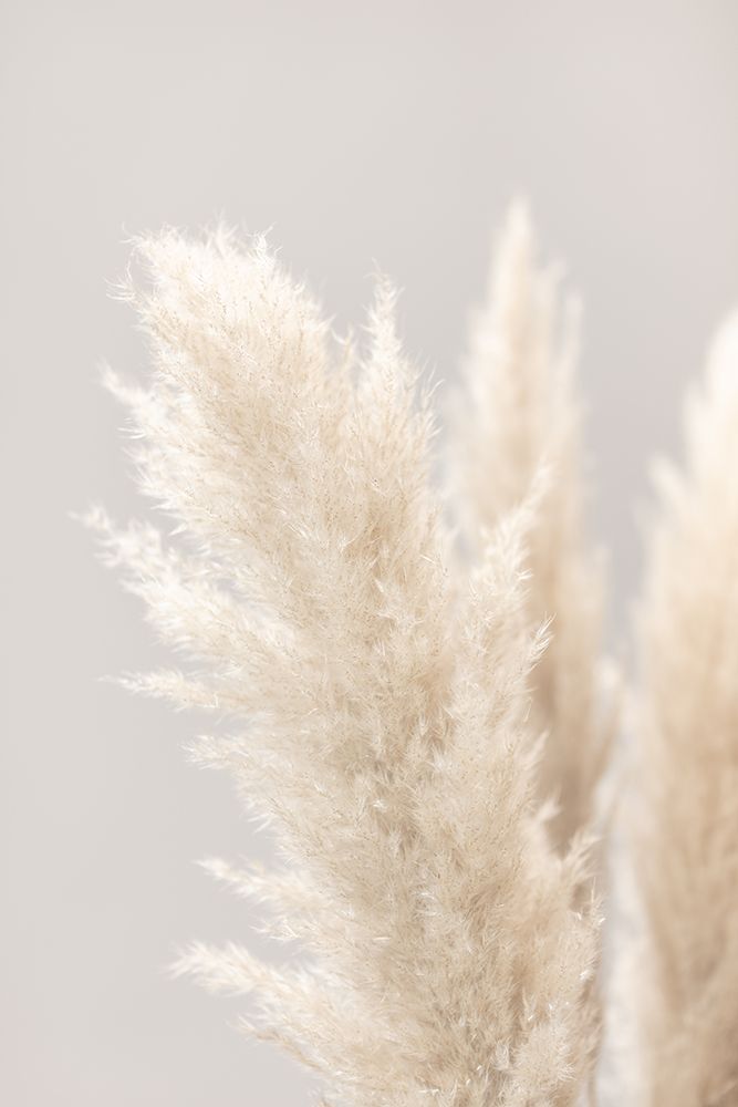 Pampas Grass Grey 03 art print by 1x Studio III for $57.95 CAD