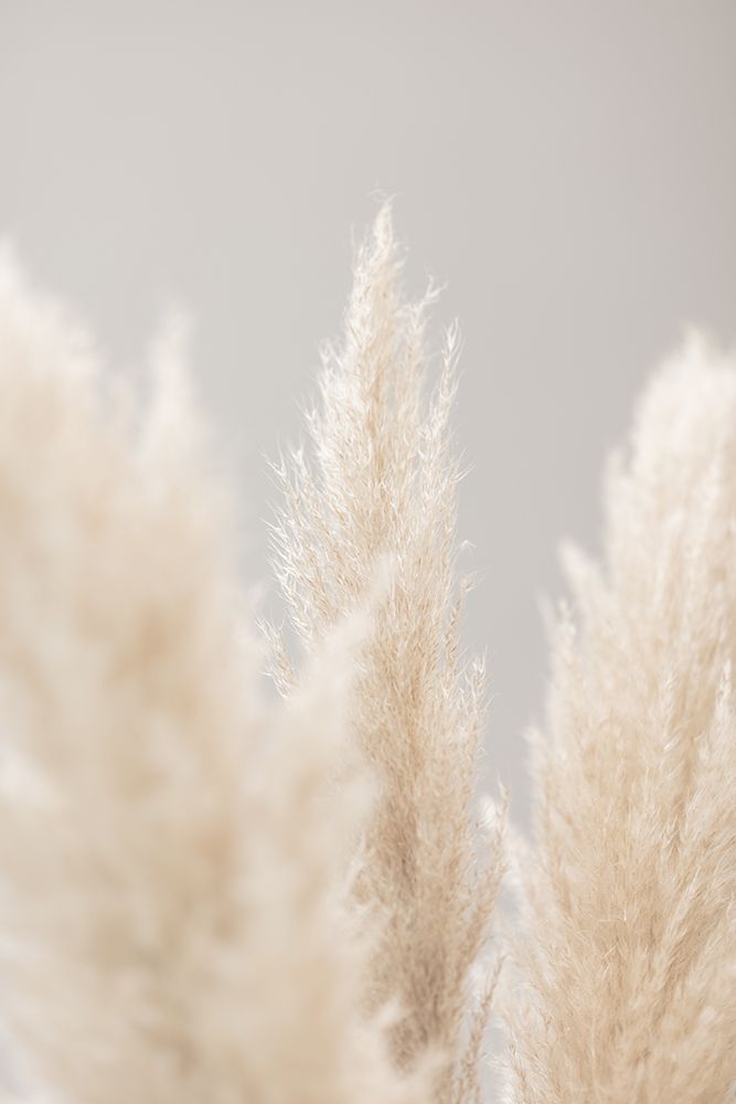 Pampas Grass Grey 04 art print by 1x Studio III for $57.95 CAD