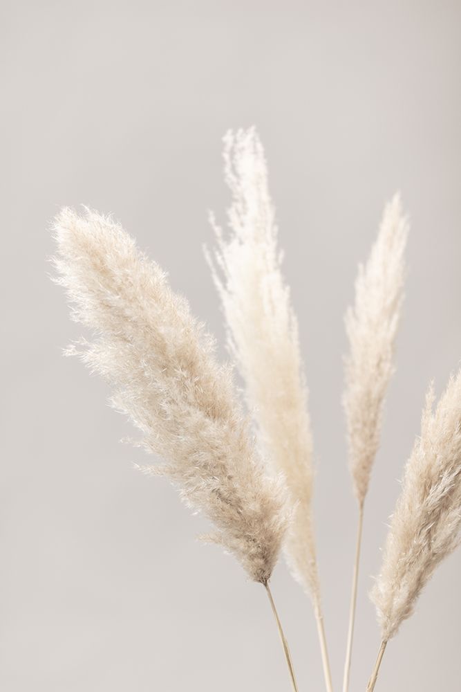 Pampas Grass Grey 06 art print by 1x Studio III for $57.95 CAD