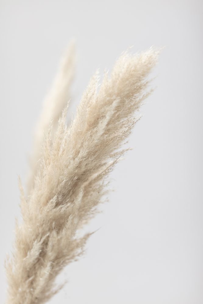 Pampas Grass Grey 07 art print by 1x Studio III for $57.95 CAD