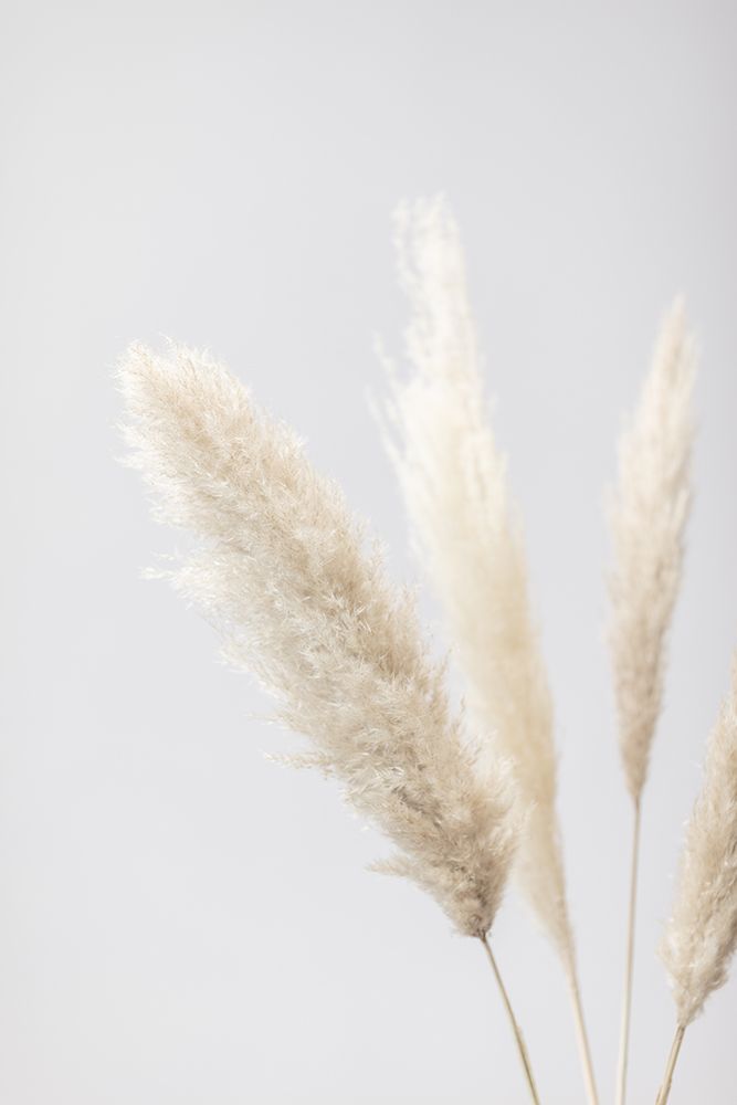 Pampas Grass Grey 08 art print by 1x Studio III for $57.95 CAD