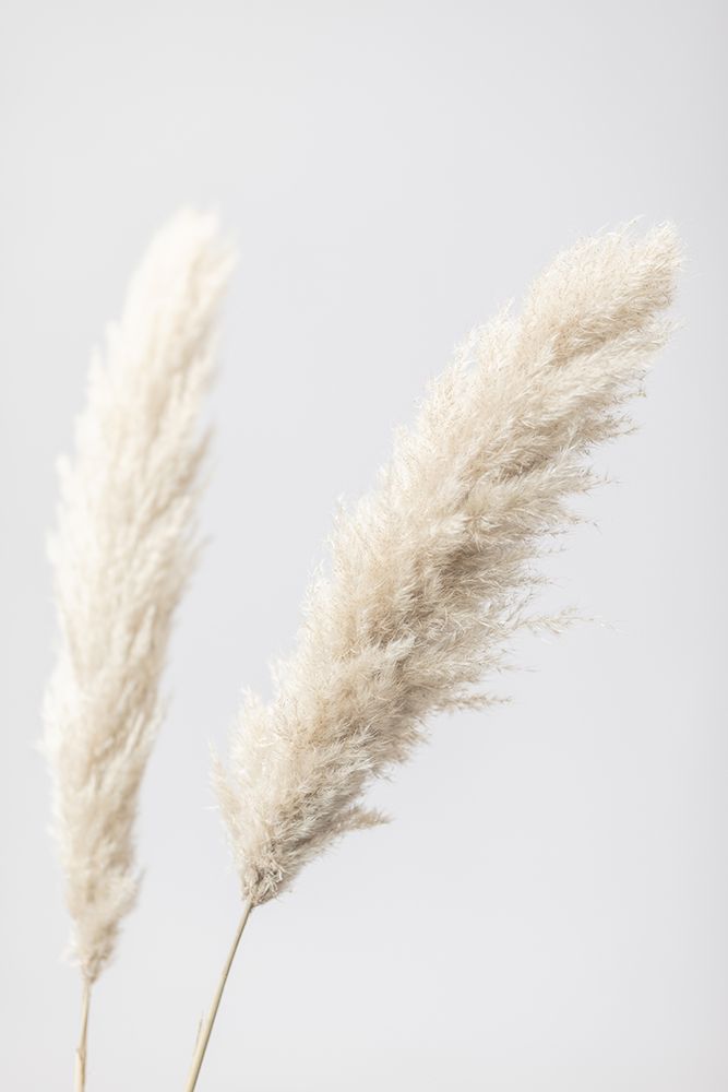 Pampas Grass Grey 12 art print by 1x Studio III for $57.95 CAD