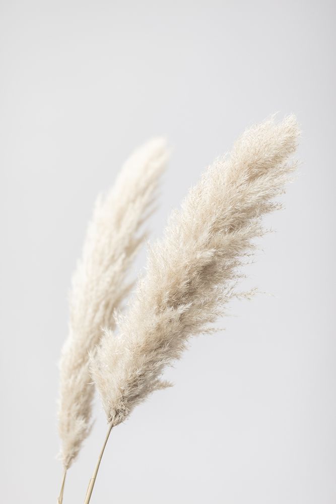 Pampas Grass Grey 13 art print by 1x Studio III for $57.95 CAD