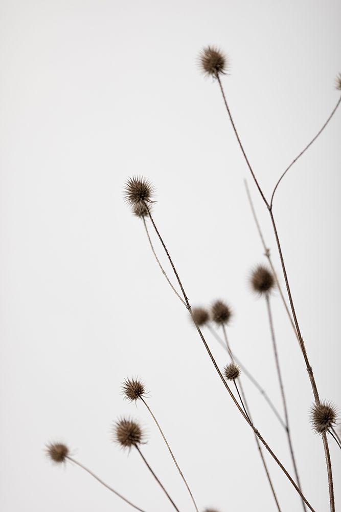 Thistle Grey 01 art print by 1x Studio III for $57.95 CAD