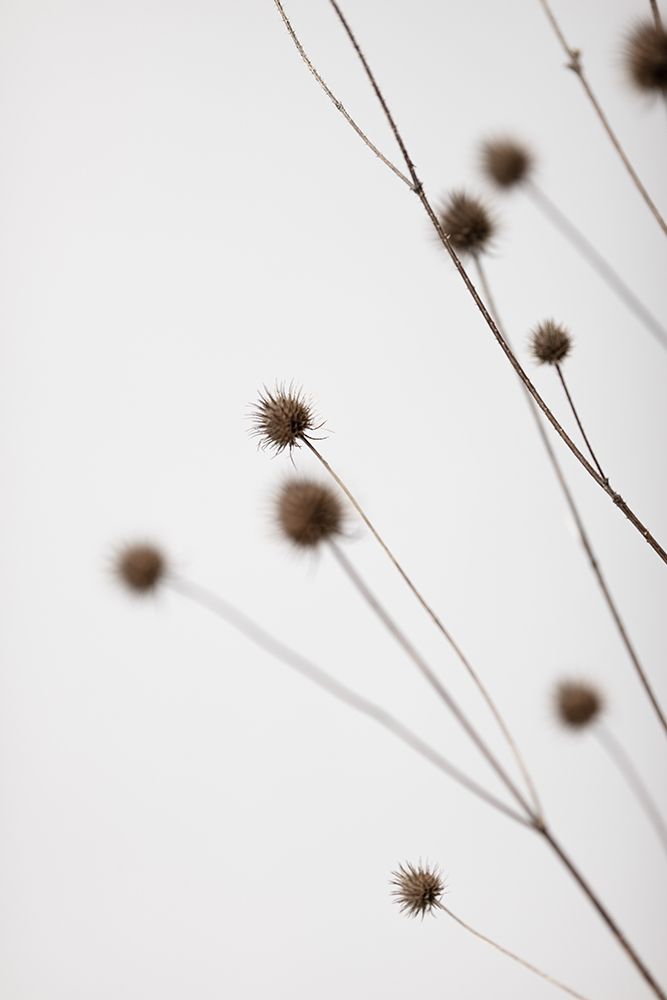 Thistle Grey 02 art print by 1x Studio III for $57.95 CAD
