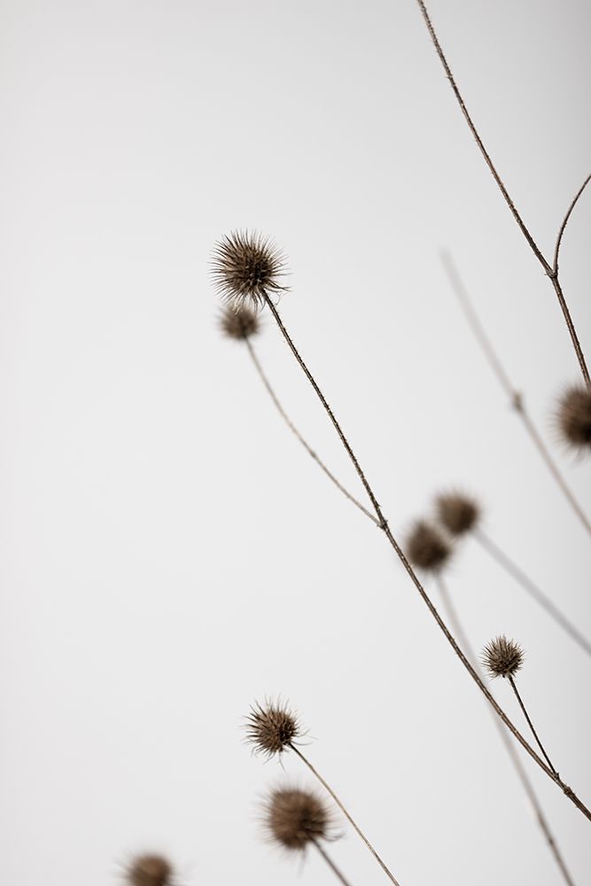 Thistle Grey 03 art print by 1x Studio III for $57.95 CAD